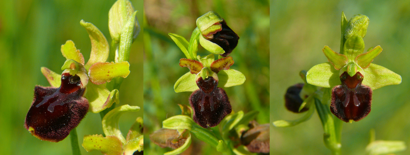 Tutte Ophrys sphegodes  o no?